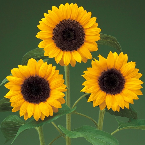 ひまわり・F1 DMRサンリッチ オレンジ| 種・苗・ガーデニング用品の