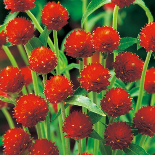 733-FSE171.jpg?202602031613