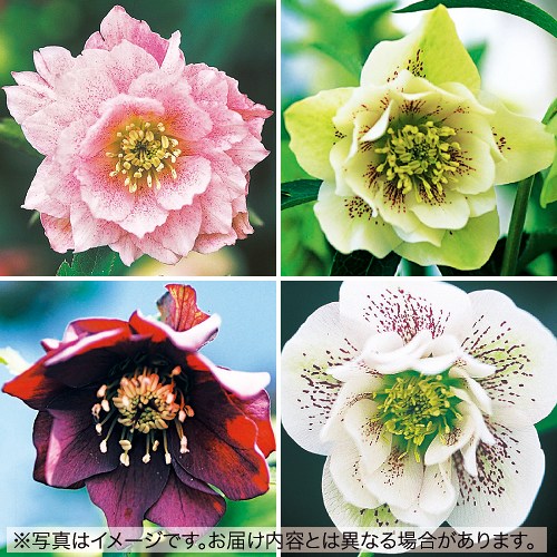 八重咲きクリスマスローズ ミックス| 種・苗・ガーデニング用品の
