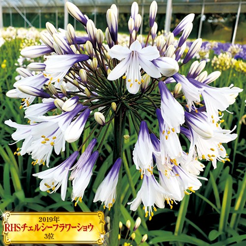 733-NAP082.jpg?202602031613