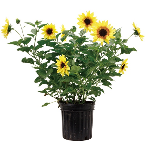 ヒマワリ サンビリーバブル レモンガール| 種・苗・ガーデニング用品の