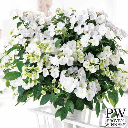 アジサイ・ラグランジア ブライダルシャワー 農水省登録品種（品種名