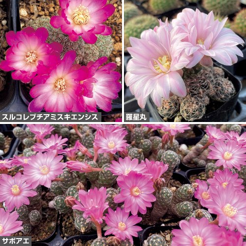 小さな花サボテン セット| 種・苗・ガーデニング用品の【タキイネット