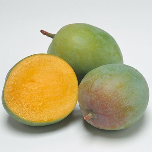 マンゴー・キーツ| 種・苗・ガーデニング用品の【タキイネット通販】