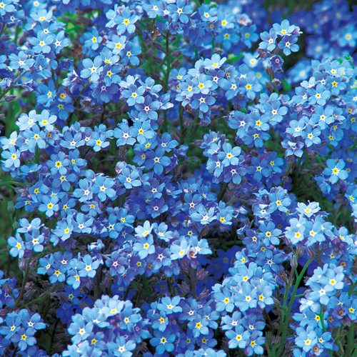 わすれな草・ドワーフブルー| 種・苗・ガーデニング用品の【タキイ