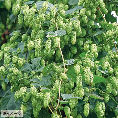 ホップ| 種・苗・ガーデニング用品の【タキイネット通販】