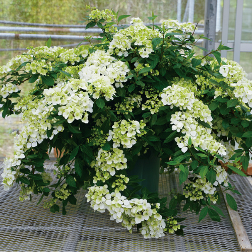 アジサイ・ラグランジア シャンデリーニ 農水省品種登録出願中（品種名