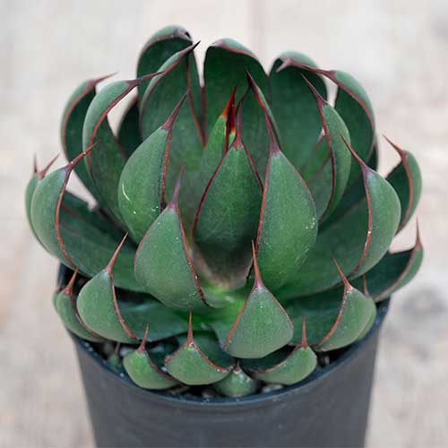 マンガベ・プレイングハンズ 農水省品種登録出願中（品種名：Praying