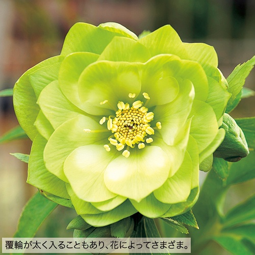 クリスマスローズ・ピエラ(ピエラダブル)| 種・苗・ガーデニング用品の