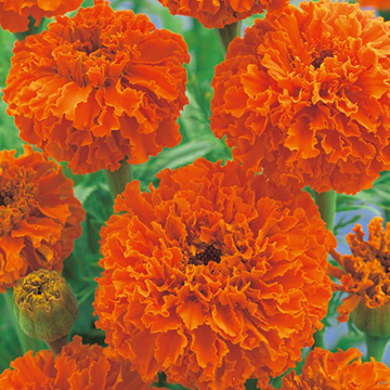 マリーゴールドの種・タネ｜タキイネット通販【公式】