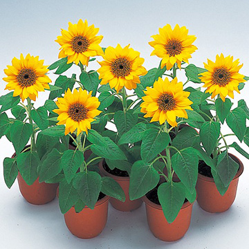 ひまわり - 種・苗・球根・園芸用品・農業資材の通販サイト【タキイ