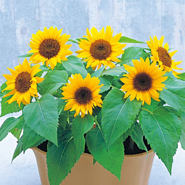 矮性ひまわり・ビッグスマイル（R）| 種・苗・ガーデニング用品の