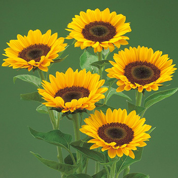 733-FHM475.jpg?202602031613