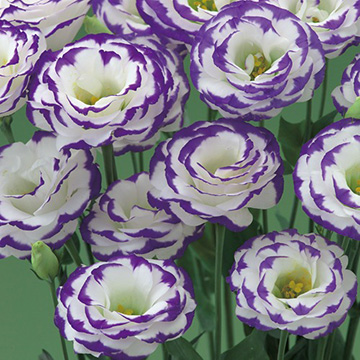 ユーストマ（トルコ桔梗）・F1ミンク マリン| 種・苗・ガーデニング