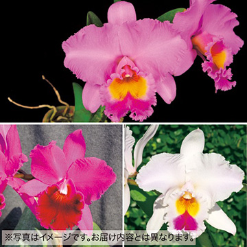 大輪カトレア・おまかせ3種 ミックス| 種・苗・ガーデニング用品の