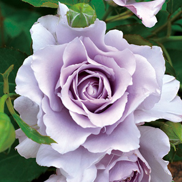 バラ・爽 農水省登録品種(品種名:2016カワモソウ)| 種・苗