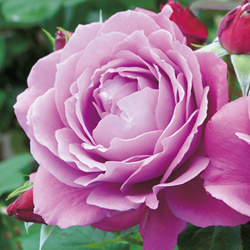 733-NBF445.jpg?202602031613