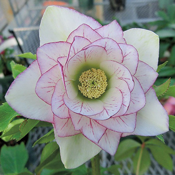 クリスマスローズの苗｜タキイネット通販【公式】