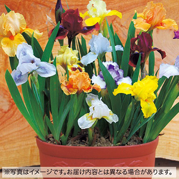ジャーマンアイリスの苗｜タキイネット通販【公式】