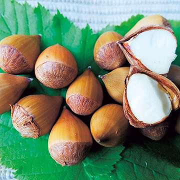 ヘーゼルナッツの苗｜タキイネット通販【公式】