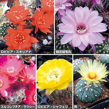 花サボテン セット| 種・苗・ガーデニング用品の【タキイネット通販】