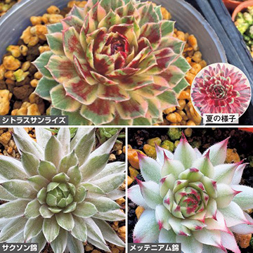 センペルビウム 斑入り3種セット| 種・苗・ガーデニング用品の
