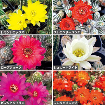 733-NSA980.jpg?202602031613