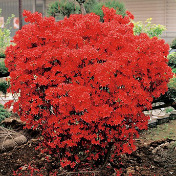 733-NTT082-4030671.jpg?