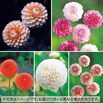 球根セット｜タキイネット通販【公式】