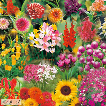 球根セット｜タキイネット通販【公式】