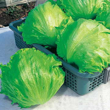 レタスの種・タネ｜タキイネット通販【公式】