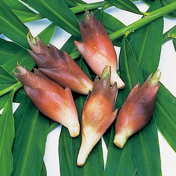 ミョウガ・早生みょうが| 種・苗・ガーデニング用品の【タキイネット通販】