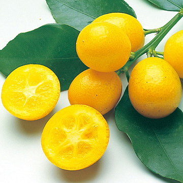 739-NKA112-T.jpg?202602031613