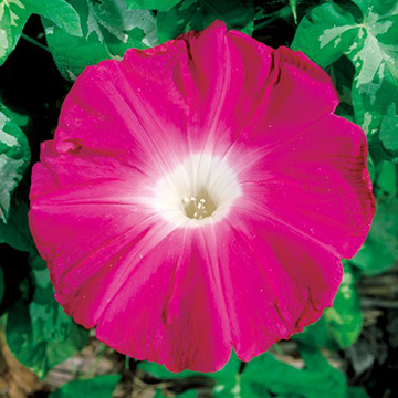 朝顔・平安の紅| 種・苗・ガーデニング用品の【タキイネット通販】