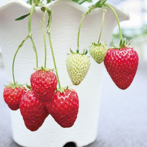 四季なりいちご・ドルチェベリー（R） 農水省登録品種（品種名