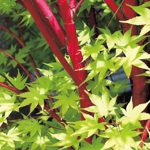 モミジ・珊瑚閣| 種・苗・ガーデニング用品の【タキイネット通販】