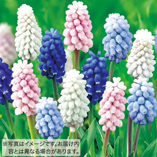 739-QMS141.jpg?202602031613