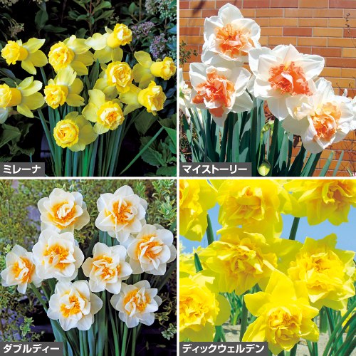 八重咲きすいせん セット| 種・苗・ガーデニング用品の【タキイネット