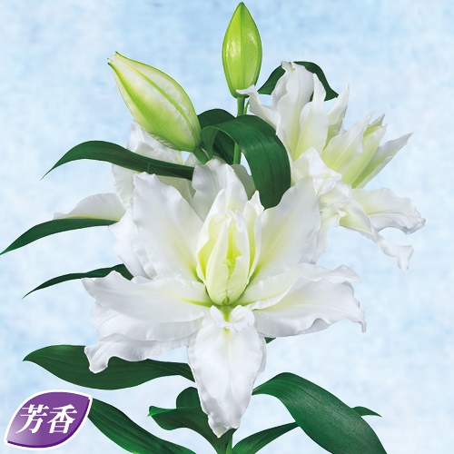 オリエンタル百合 ローズリリー デブラ| 種・苗・ガーデニング用品の