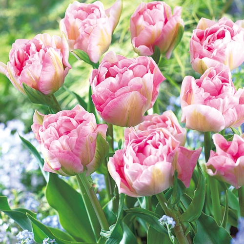 チューリップ・アンジェリケ| 種・苗・ガーデニング用品の【タキイ