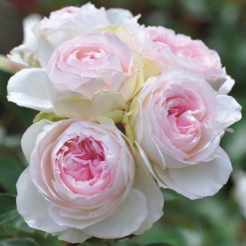 ロクサーヌ 6寸鉢| 種・苗・ガーデニング用品の【タキイネット通販】