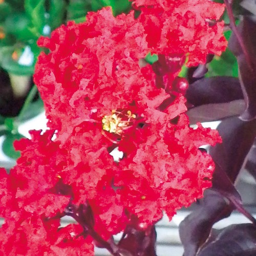 サルスベリ（百日紅）・ブラックパール ルージュ| 種・苗