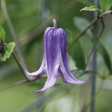 クレマチス・ウォーカーズ ブルース| 種・苗・ガーデニング用品の