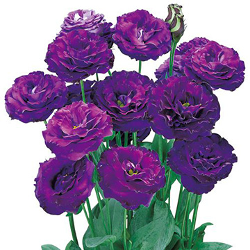 ユーストマ（トルコ桔梗）・F1ブラックバード| 種・苗・ガーデニング