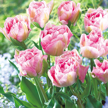 チューリップ・アンジェリケ| 種・苗・ガーデニング用品の【タキイ