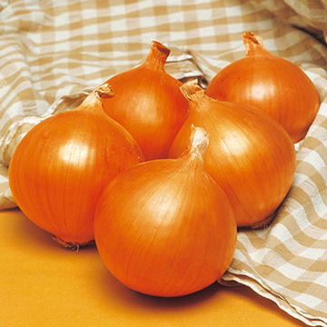 タマネギ・ネオアース| 種・苗・ガーデニング用品の【タキイネット通販】