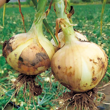 玉ねぎ苗⭕️早生品種マッハ2500本⭕️【野菜苗】 マッハ.jpg