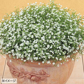 かすみ草・ジプシー ホワイト Ver.2| 種・苗・ガーデニング用品の