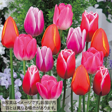 739-QTL991.jpg?202602031613