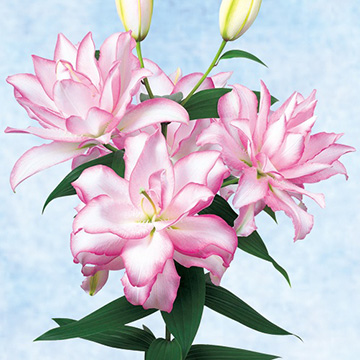 オリエンタル百合 ローズリリー アヌースカ| 種・苗・ガーデニング用品